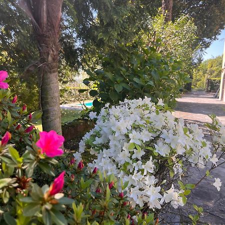 Vsc Apartment - Appartamento In Villa Storica Vista Lago E Piscina Lesa Zewnętrze zdjęcie